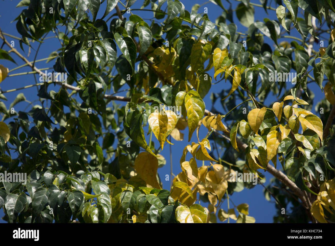 Close up Yellow leaf of Indian cork tree Stock Photo Alamy