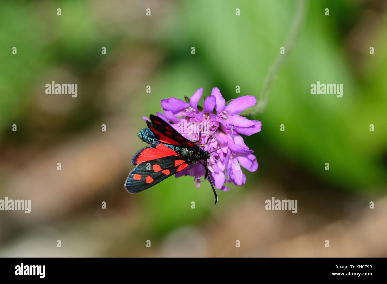 Horseshoe kelly ram, Zygaena transalpina, Zygaenidae, kelly ram, butterfly,  insect, Foppa di Saltra, Val Blenio, Canton of Ticino, Switzerland *** Loc  Stock Photo - Alamy