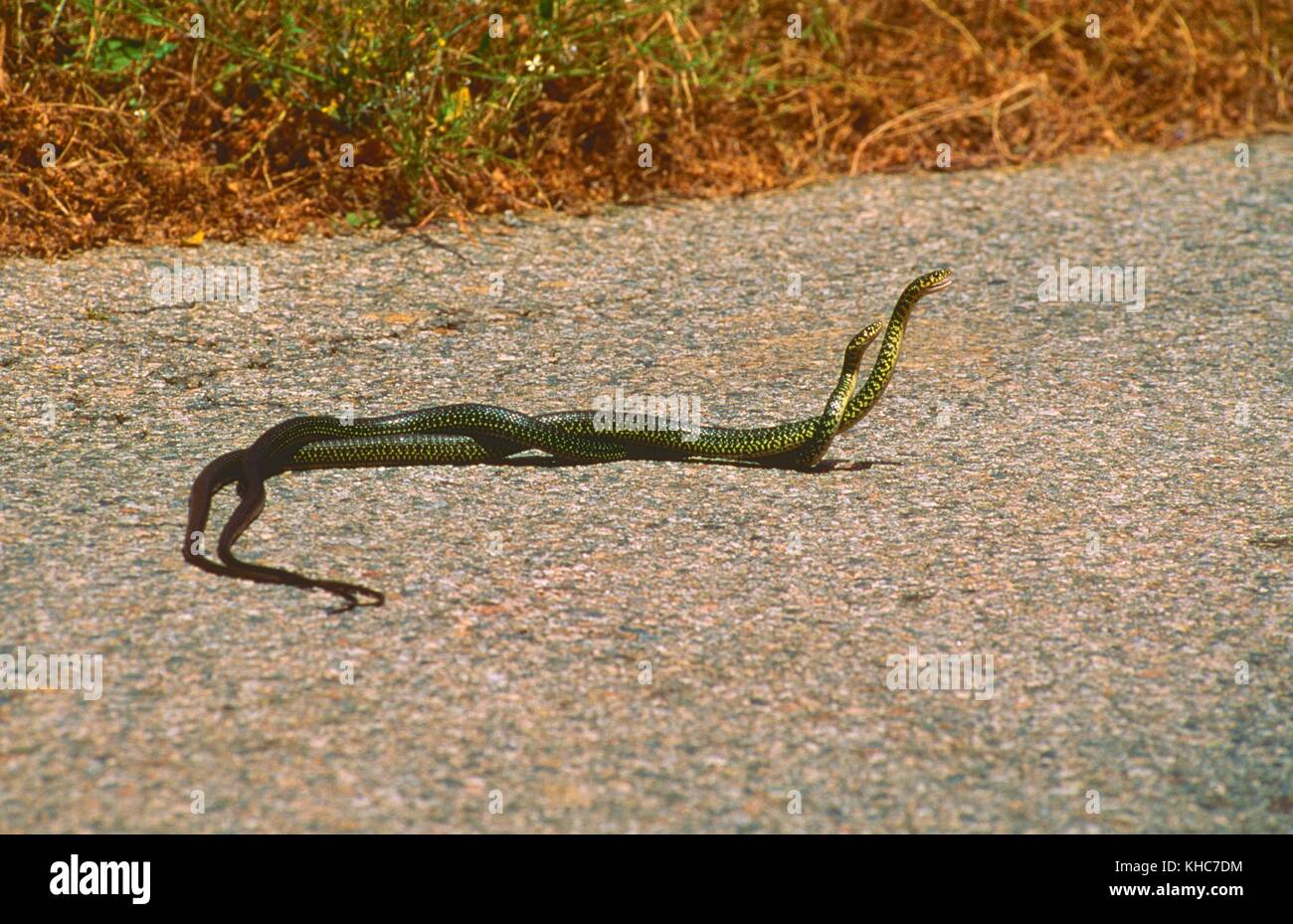 Western whip snake, Hierophis viridiflavus, Colubridae, Whip snake