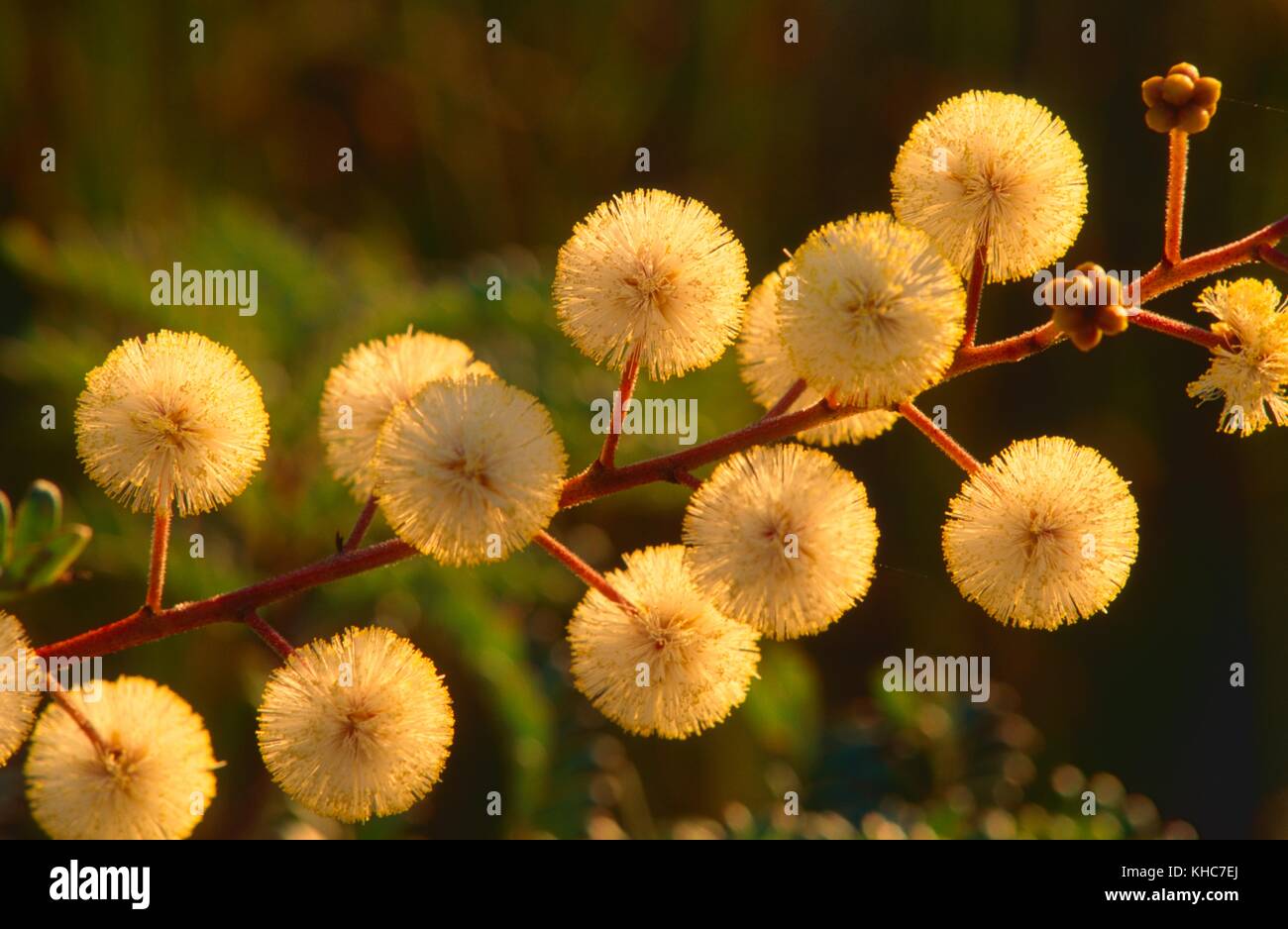Accia hi-res stock photography and images - Alamy