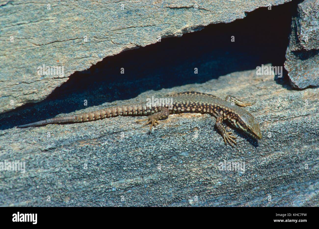 Common wall lizard, Podarcis muralis, Lacertidae, Lizard, reptile, animal, Raron, Canton of Valais, Switzerland *** Local Caption *** Common wall liza Stock Photo
