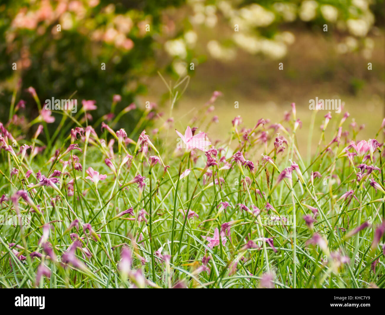zephyranthes minuta or pink rain lily in garden Stock Photo