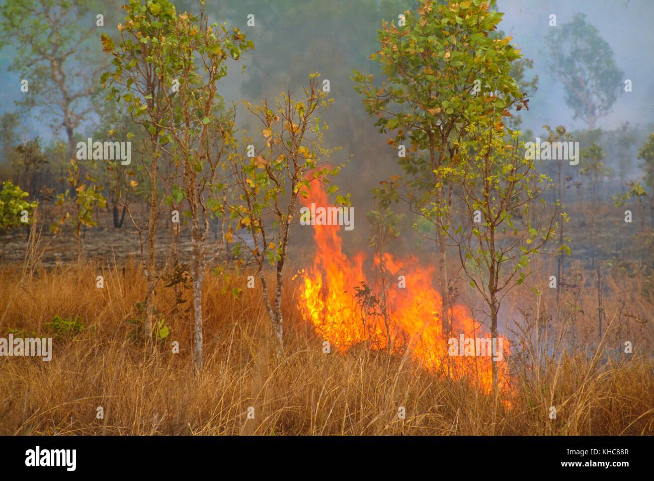 Bushfire, Savanna Woodlands, fire, Kakadu National Park, Northern Territory, Australia *** Local Caption *** Bushfire, Savanna Woodlands, fire, Kakadu Stock Photo