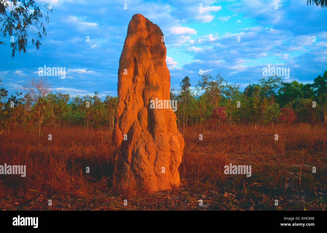 Termites, termite hill, Savanna woodland, dusk, Kakadu National Park, Northern Territory, Australia *** Local Caption *** Termites, termite hill, Sava Stock Photo