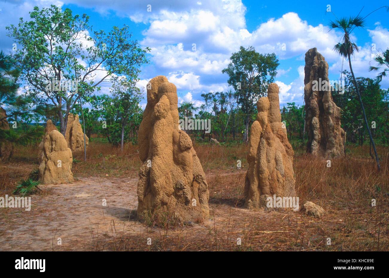 Termites, termite hill, Savanna woodland, Kakadu National Park, Northern Territory, Australia *** Local Caption *** Termites, termite hill, Savanna wo Stock Photo