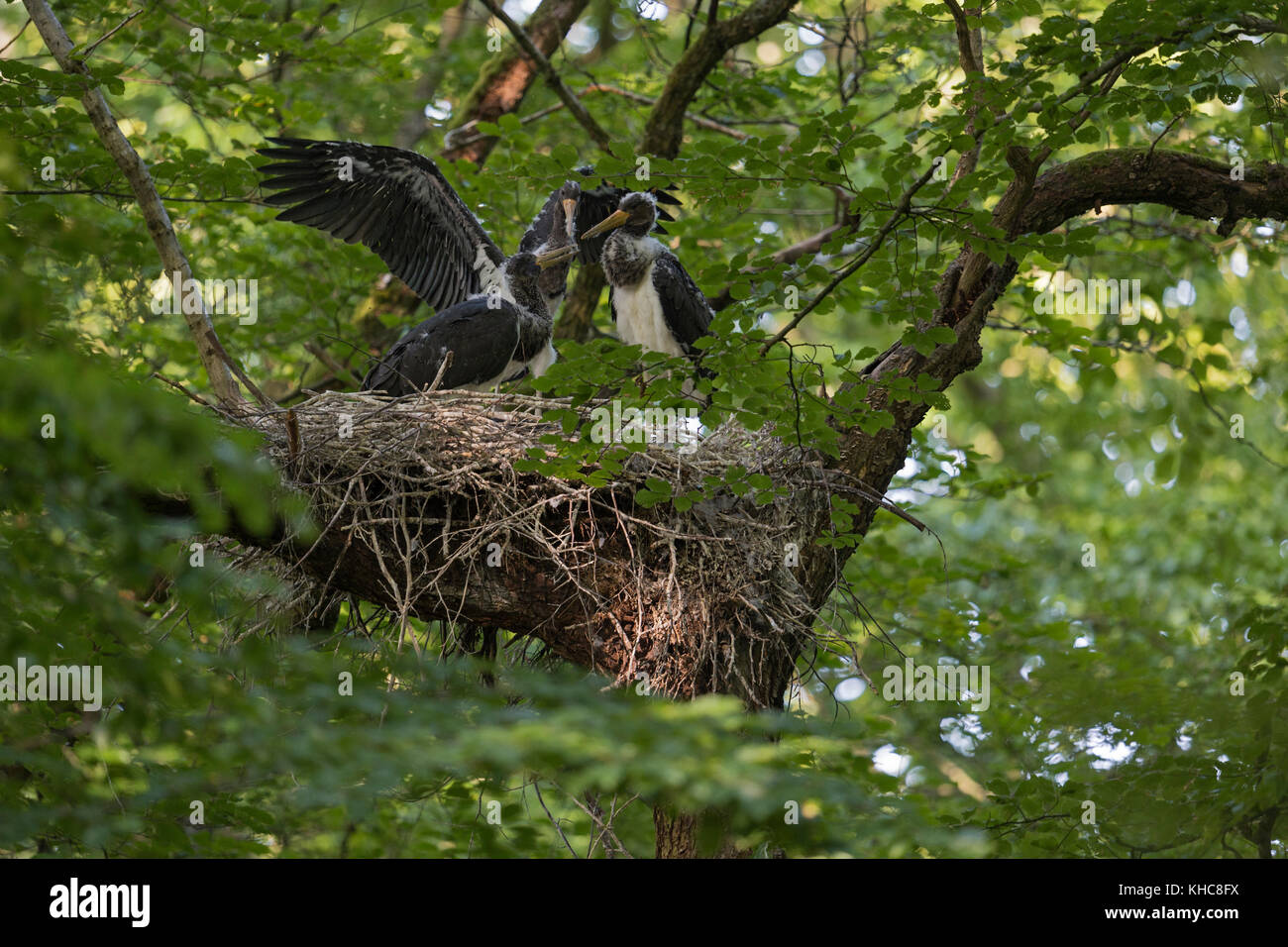 Black Stork  ( Ciconia nigra ), offspring, nestlings, almost fledged, fluttering with wings, in typical nest, eyrie hidden in a treetop, Europe. Stock Photo