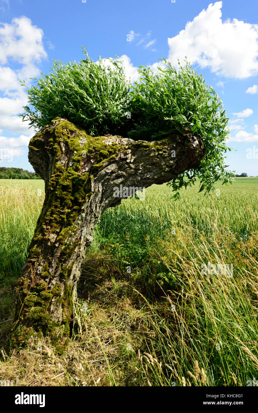 Pollard willow, Salix viminalis, Salicaceae, willow, cornfield, Åby
