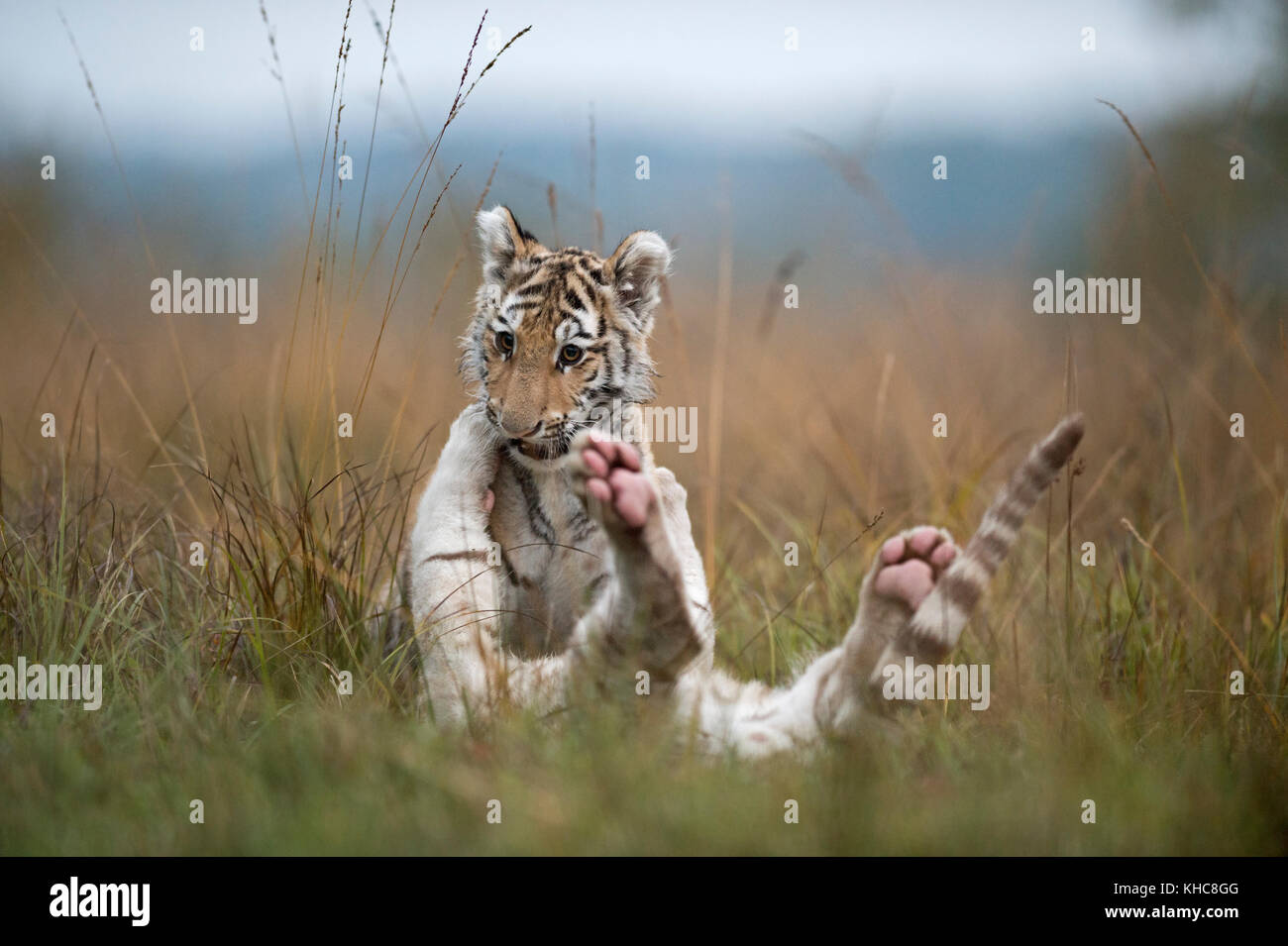 Royal Bengal Tigers ( Panthera tigris ), young cubs, siblings, playing, wrestling, romping in high grass, typical natural surrounding, funny kitten. Stock Photo