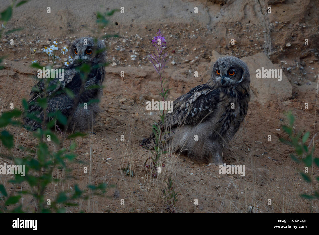 Eurasian Eagle Owls ( Bubo bubo ), young chicks, sitting next to each other in the slope of a gravel pit, at dusk, wildlife, Europe. Stock Photo