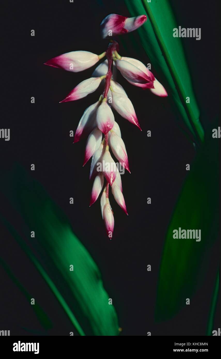 Shell ginger, Alpinia zerumbet, Zingiberaceae, ginger, inflorescence