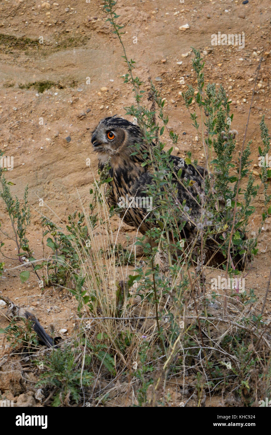 Eurasian Eagle Owl / Uhu ( Bubo bubo ), perched in the slope of a sand pit, calling, looks funny, wildlife, Europe. Stock Photo