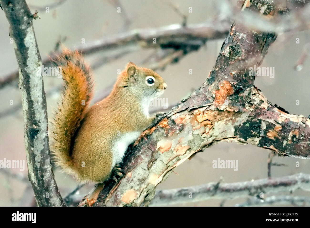 American Red Squirrel - Tamiasciurus hudsonicus perched on the branch of a tree. Stock Photo