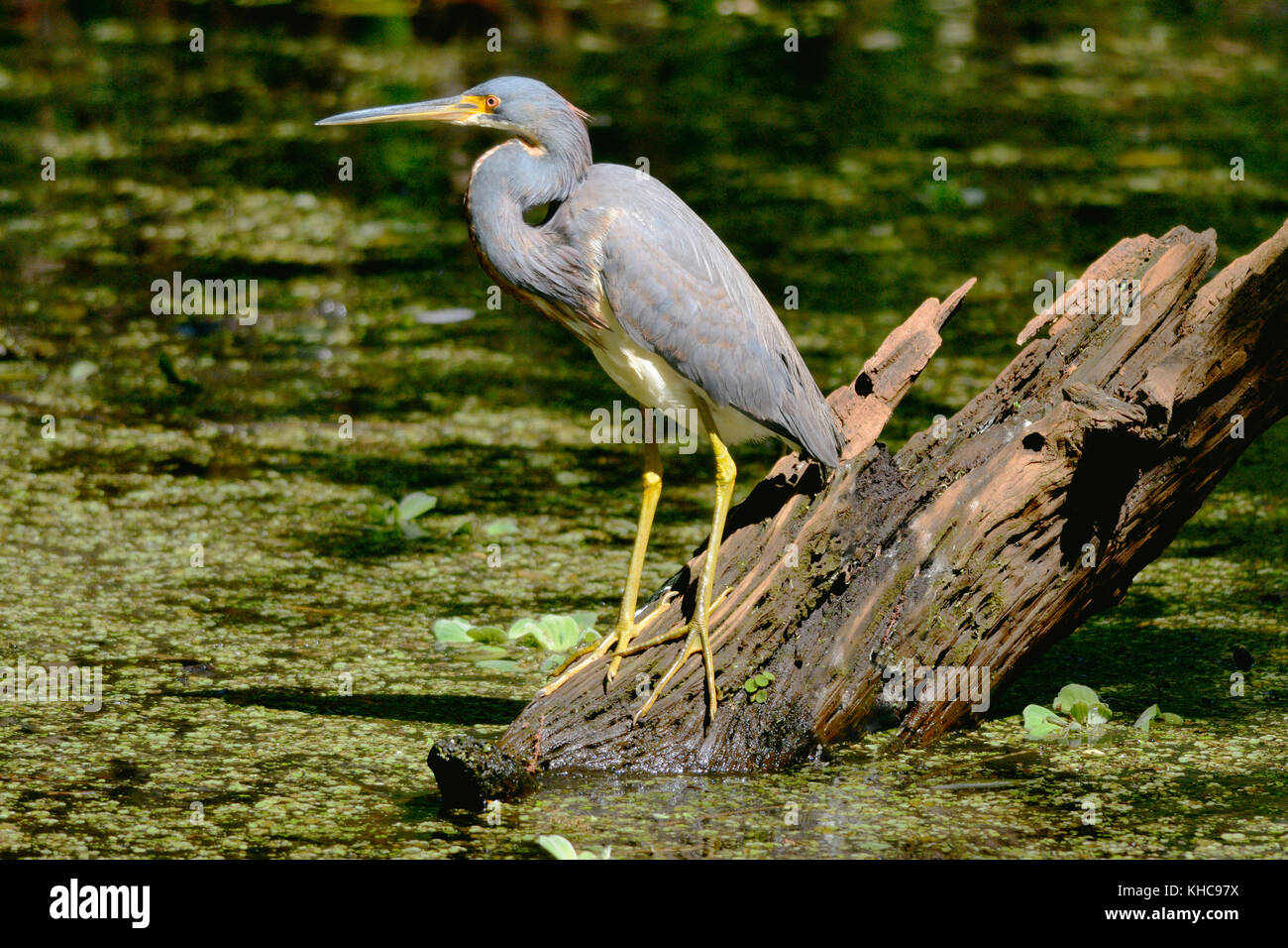 A Tricolored Heron bird- Egretta tricolor, formerly known as the Louisiana heron, perched on a branch. Stock Photo