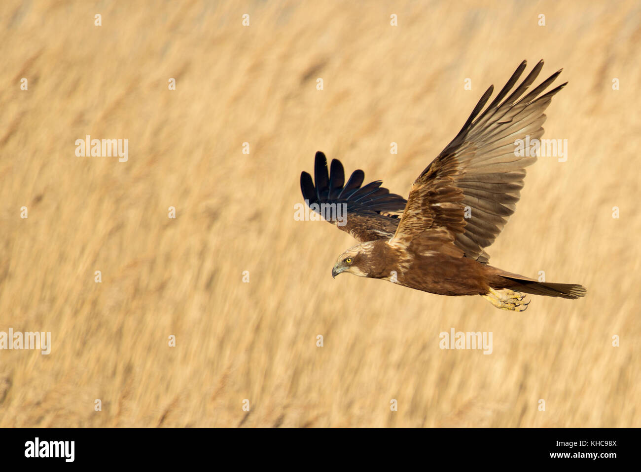 Western Marsh Harrier / Rohrweihe ( Circus aeruginosus ) in flight, searching for prey, flying over golden reed, Netherlands, Europe. Stock Photo