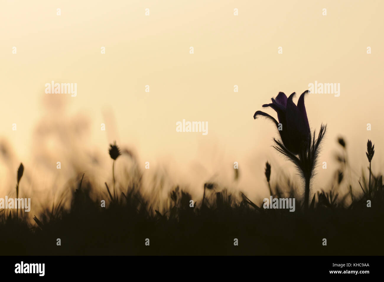 Common Pasque Flower ( Pulsatilla vulgaris ), typical spring flower on low-nutrient grassland, silhouetted against orange coloured evening sky, Europe Stock Photo