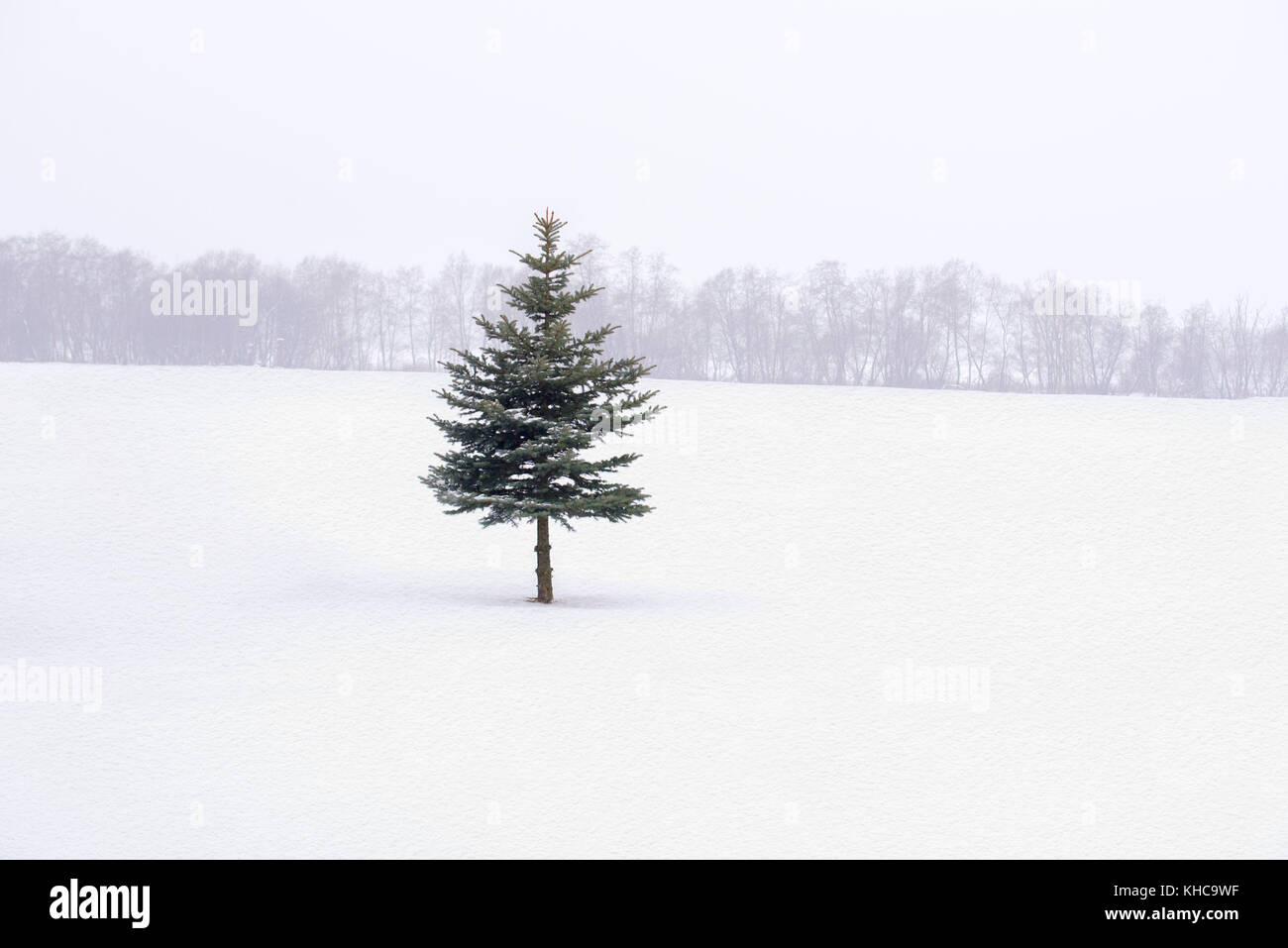 Fir tree in the middle of the field Stock Photo - Alamy