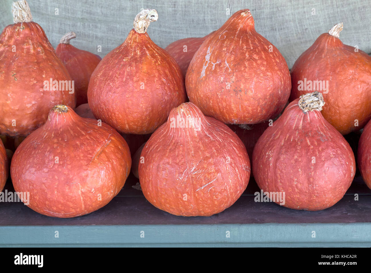 Harvested Red Kuri squash 'Cucurbita maxima'. Stock Photo