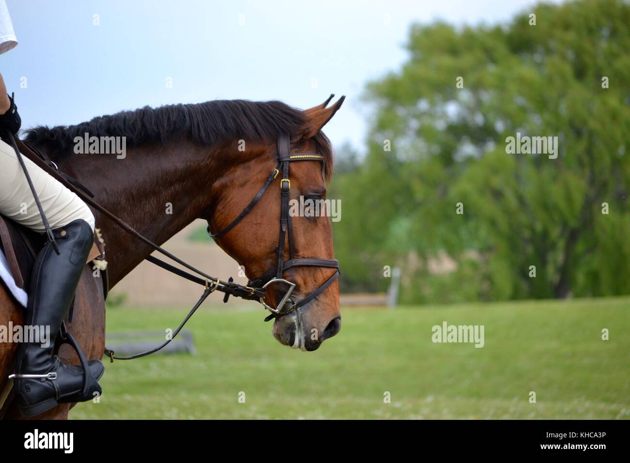 Exhausted Horse Stock Photos & Exhausted Horse Stock Images Alamy