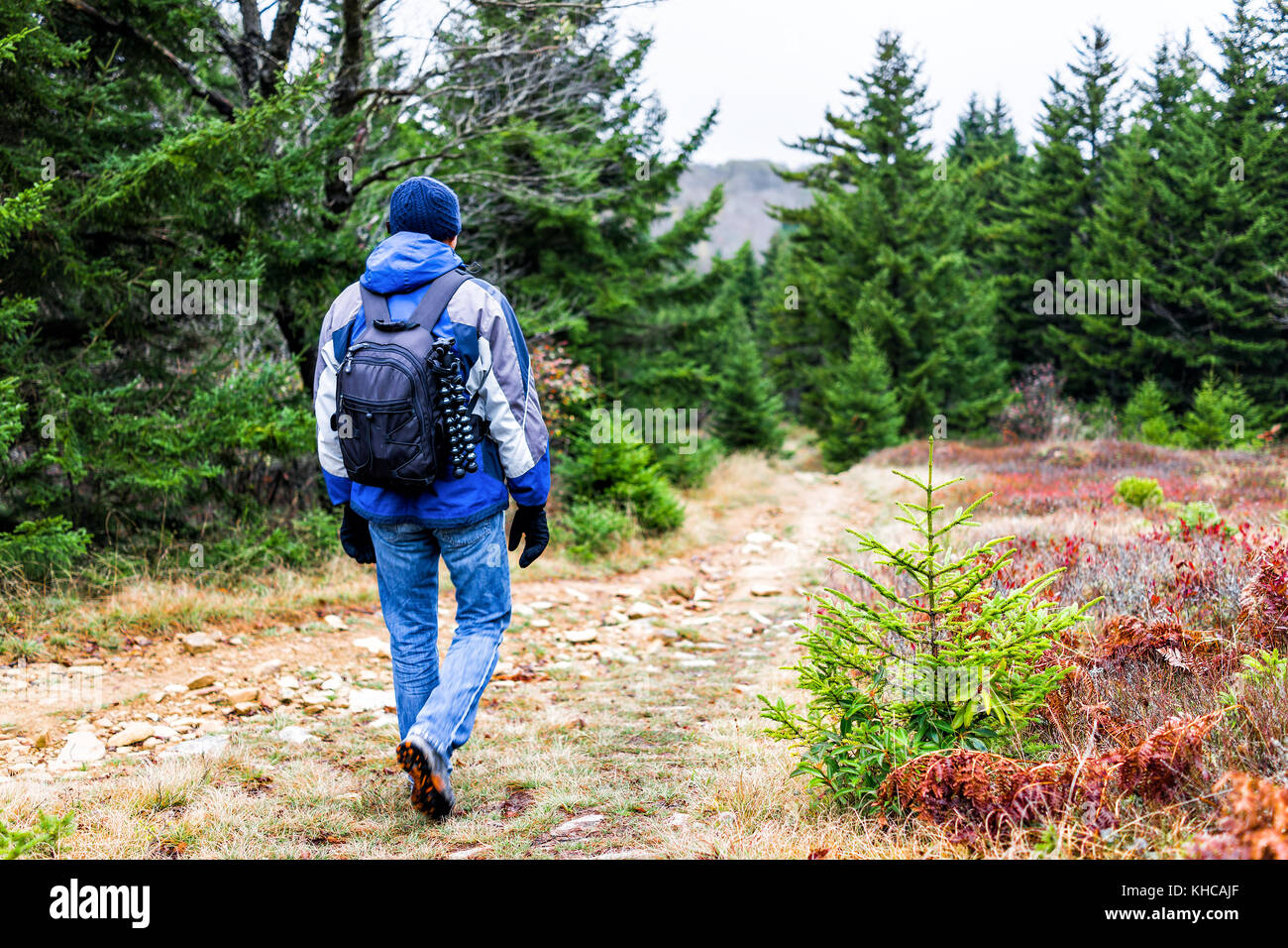 Hiking trail through colorful red foliage fall autumn forest with green dark pine trees on path in West Virginia and young man walking hiker Stock Photo