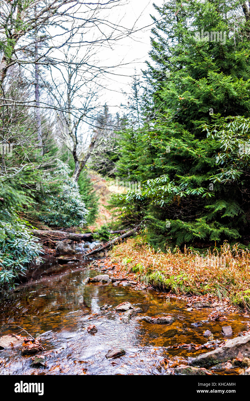 Red creek in Dolly Sods, West Virginia during autumn, fall with green pine tree forest and water