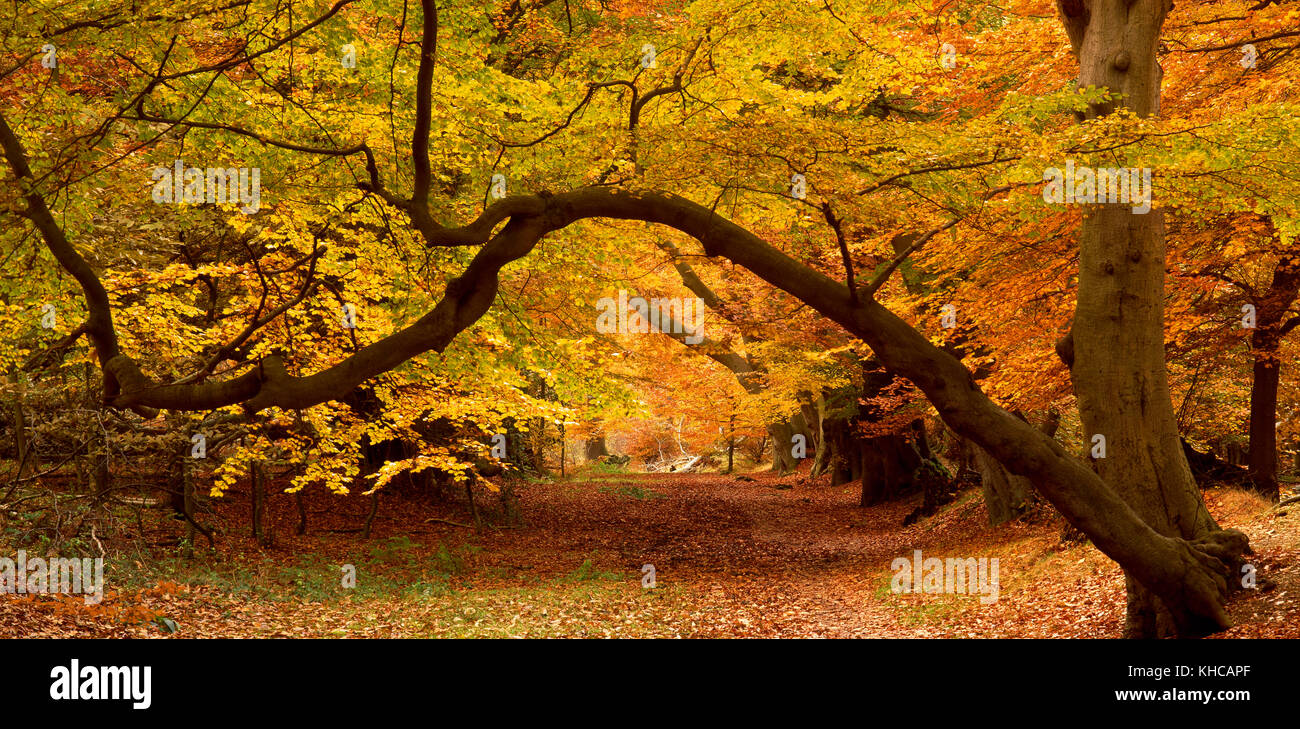 England October Woodland in full autumn colour, England, UK Stock Photo - Alamy