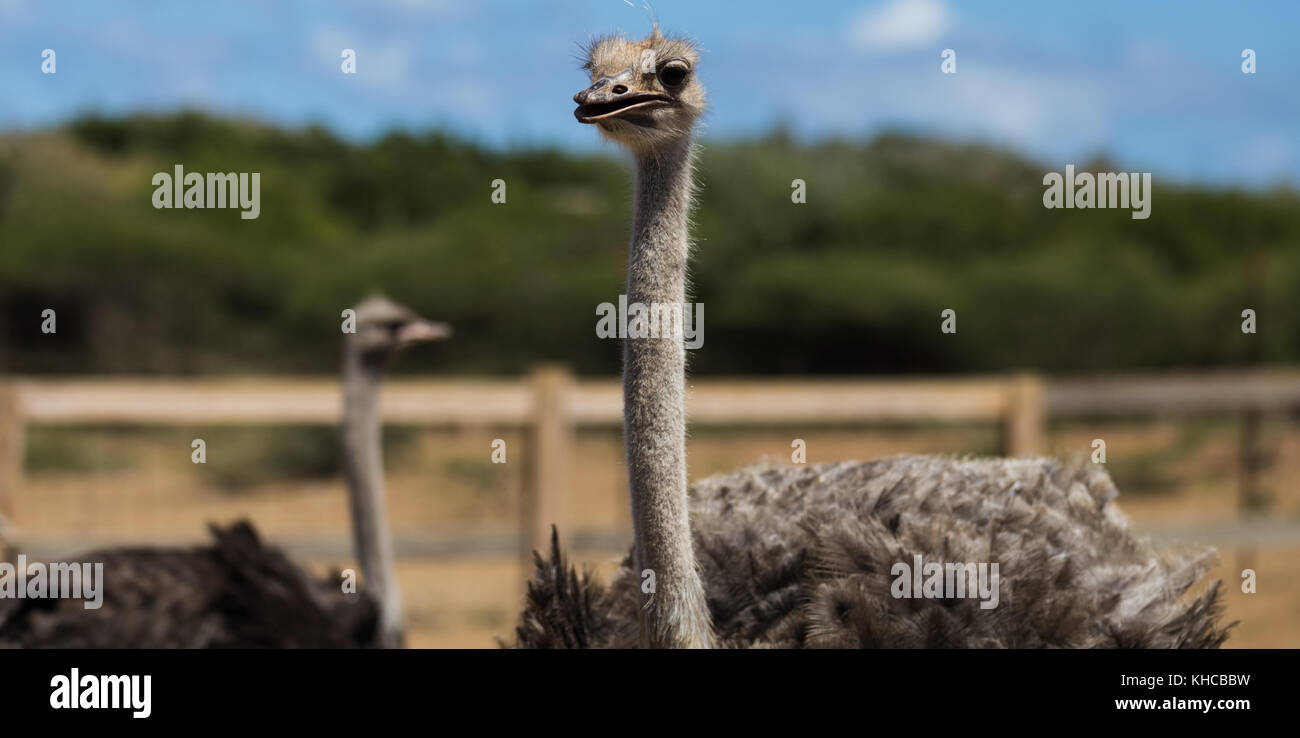 Ostriches curiously looking in opposite directions. Blue sky and trees in the blurred background Stock Photo