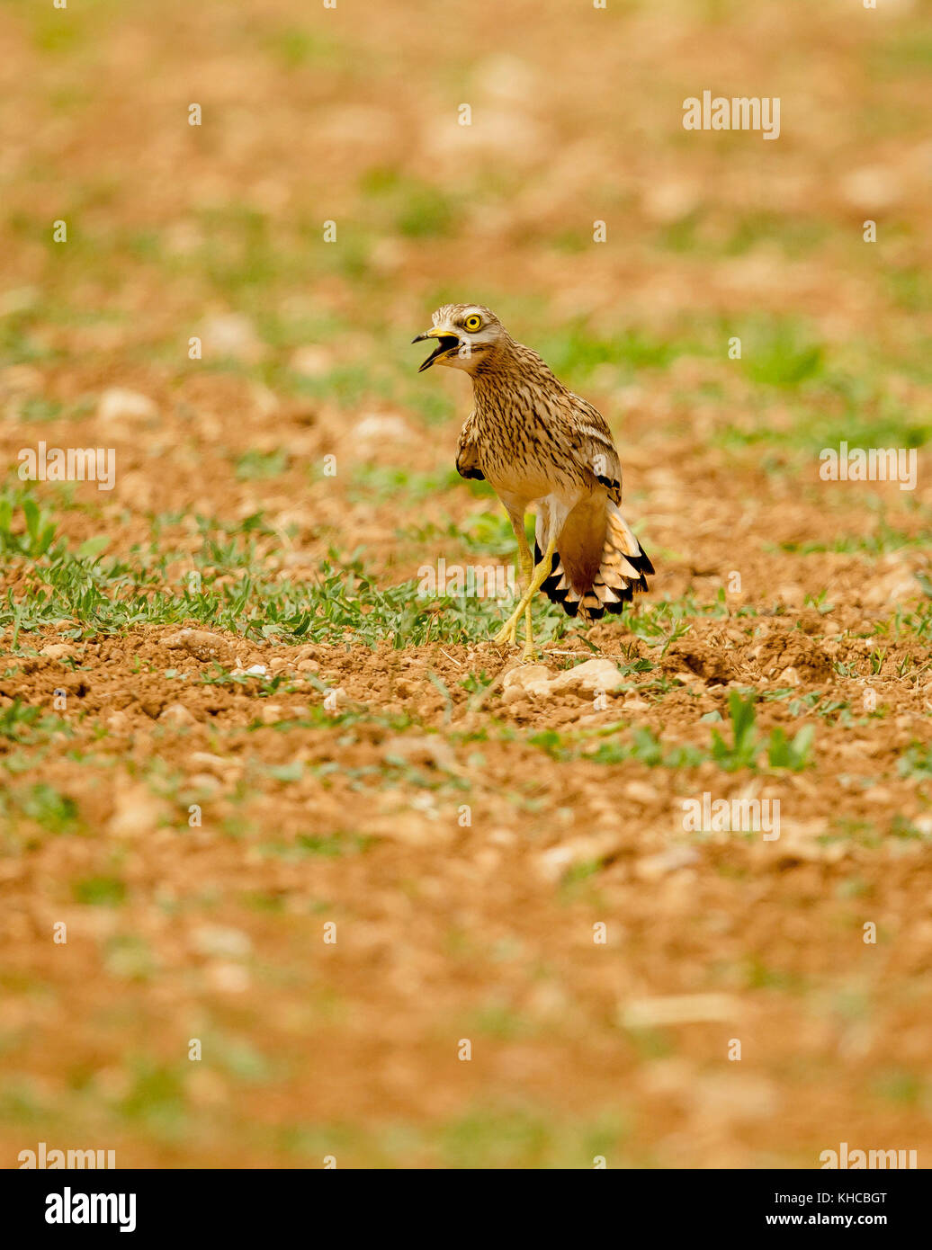 Eurasian Otter sitting on a stone Stock Photo - Alamy