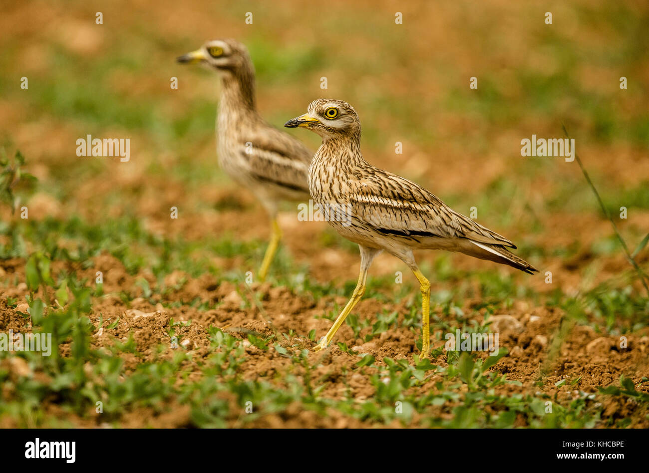 Eurasian Otter sitting on a stone Stock Photo - Alamy