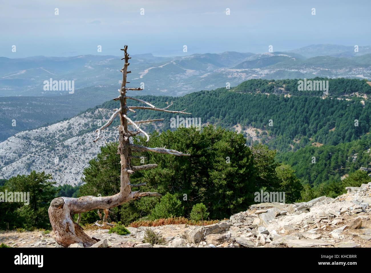 Lone Pine Tree Stock Photo Alamy