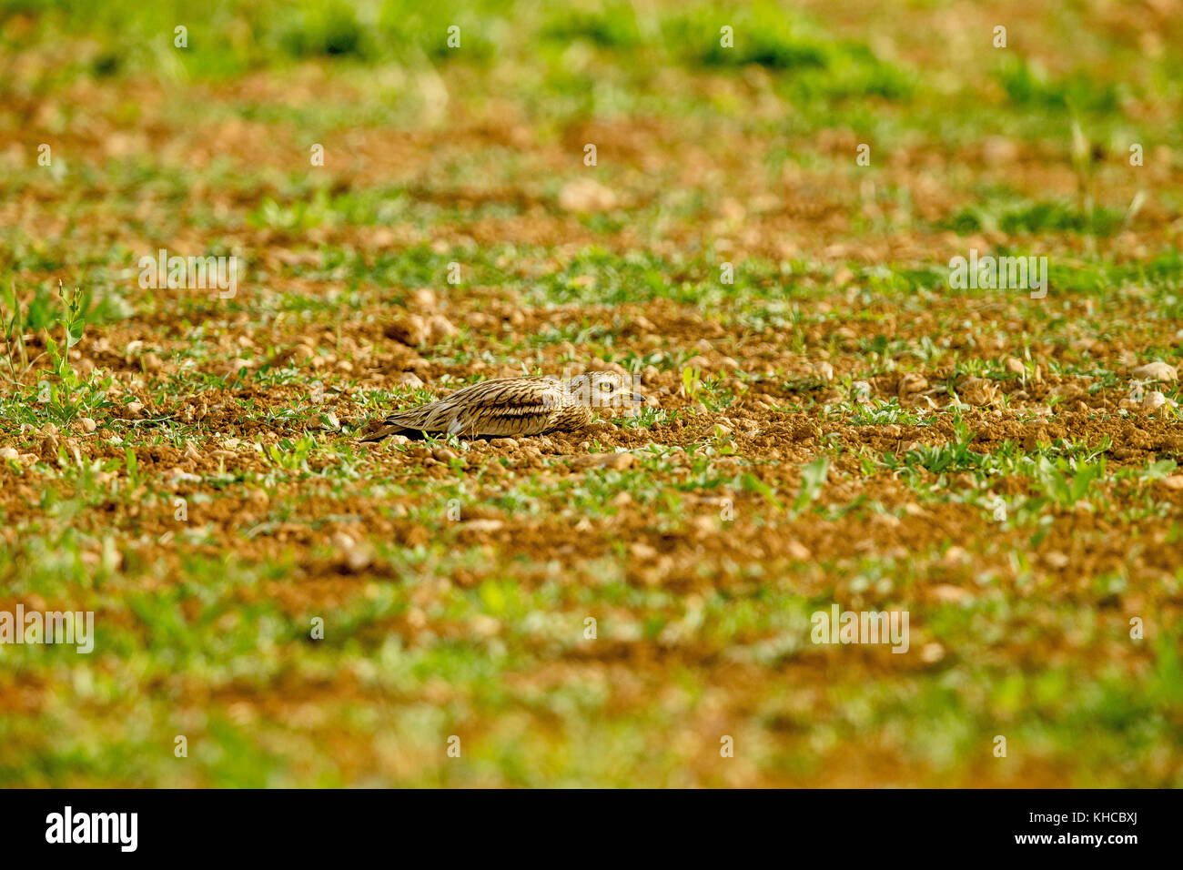 Eurasian Otter sitting on a stone Stock Photo - Alamy