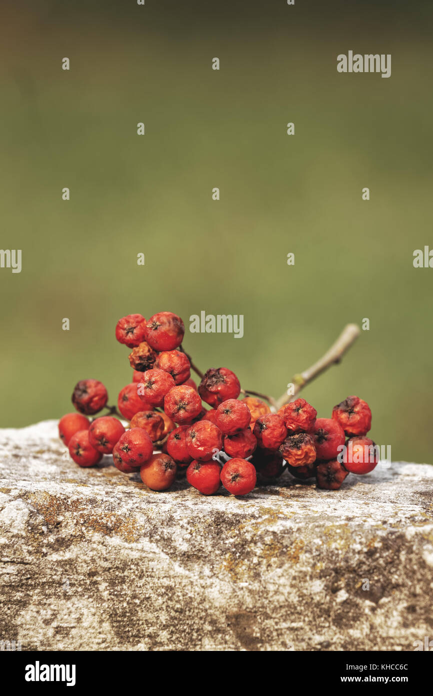 Bunch of ashberry Sorbus aucuparia fruit on sunny autumn day Stock Photo