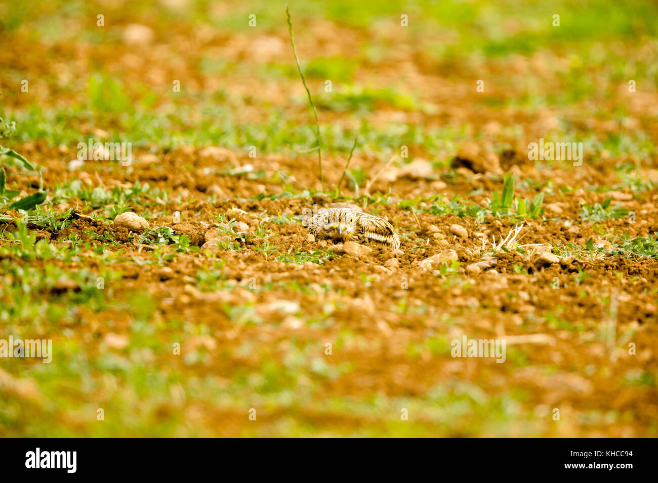 Eurasian Otter sitting on a stone Stock Photo - Alamy