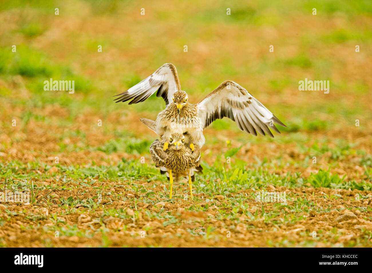 Eurasian Otter sitting on a stone Stock Photo - Alamy