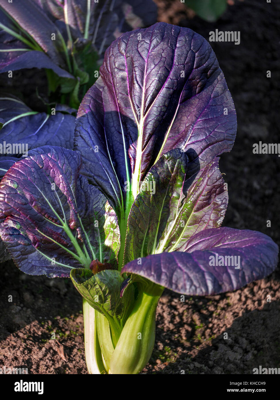 Pak Choi 'Chinese Cabbage' red, a perfect example in late textured autumnal sun growing in a kitchen garden UK Stock Photo