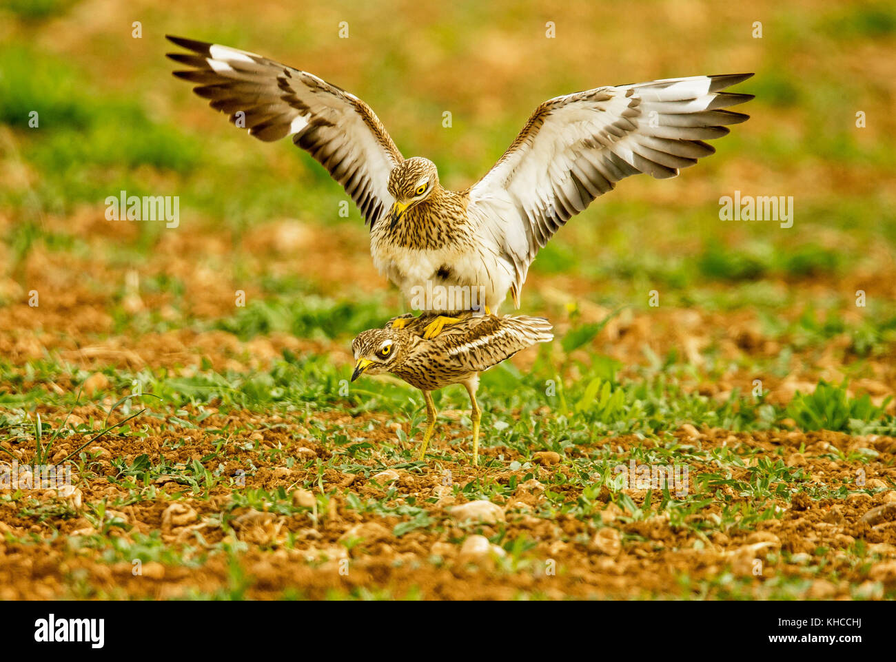Eurasian Otter sitting on a stone Stock Photo - Alamy