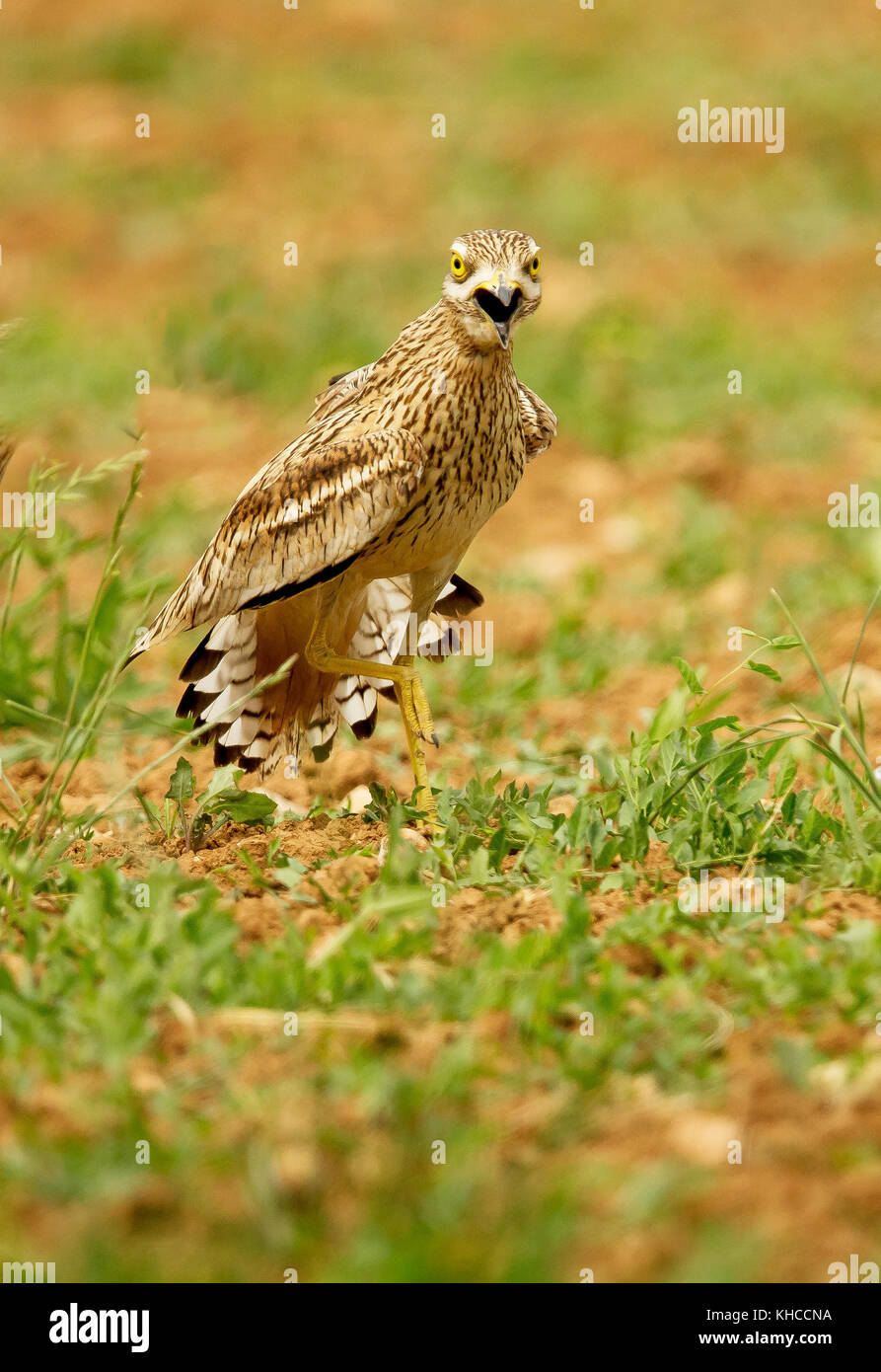 Eurasian Otter sitting on a stone Stock Photo - Alamy
