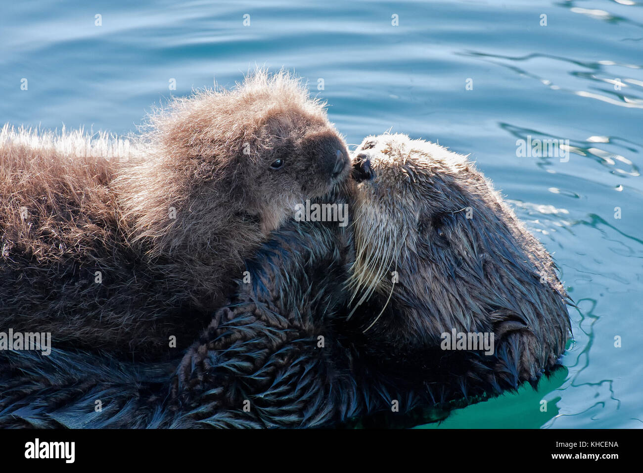 Mother sea otter hugging her recently born pup  in the harbor at Monterey, CA. Stock Photo
