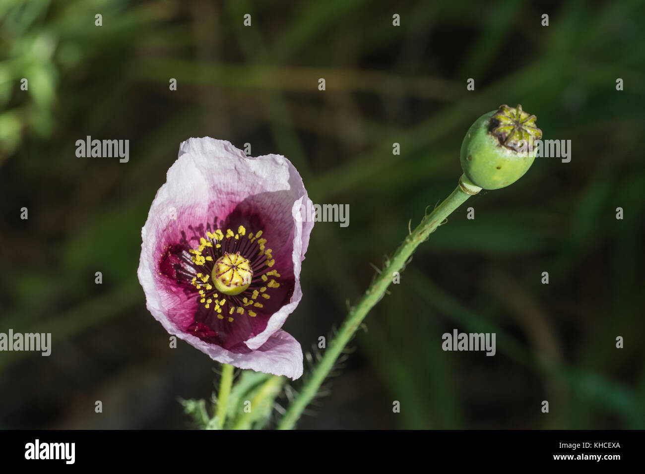 Wild Opium Poppy     Wild Opium Poppy. Papaver somniferum ssp. setigerum. Stock Photo