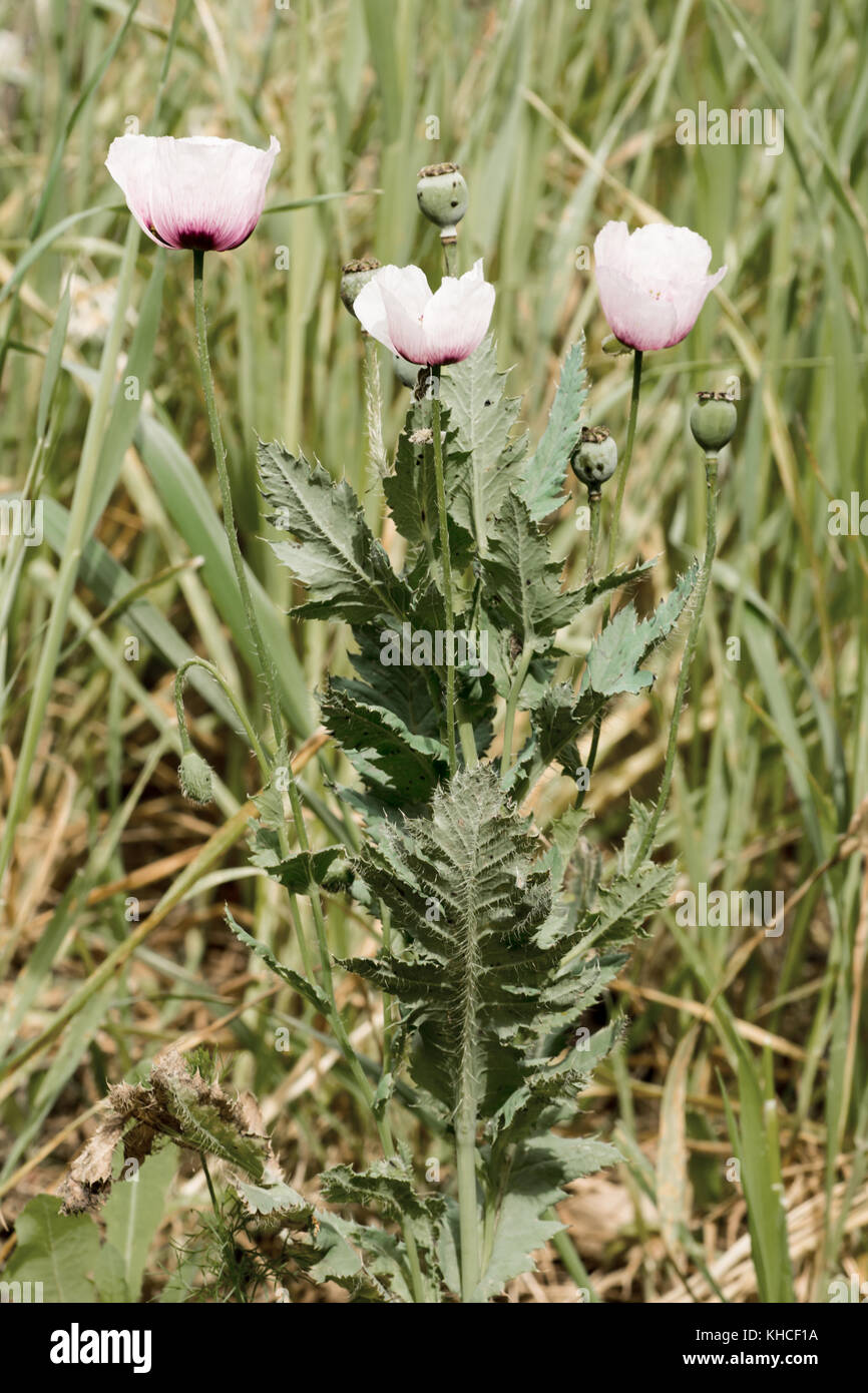 Wild Opium Poppy Papaver somniferum ssp. setigerum Stock Photo