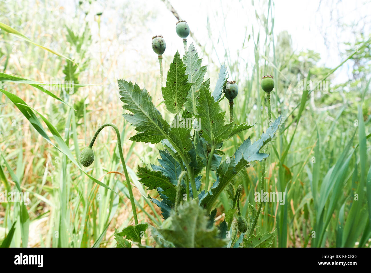 Wild Opium Poppy.Papaver somniferum ssp. setigerum Stock Photo