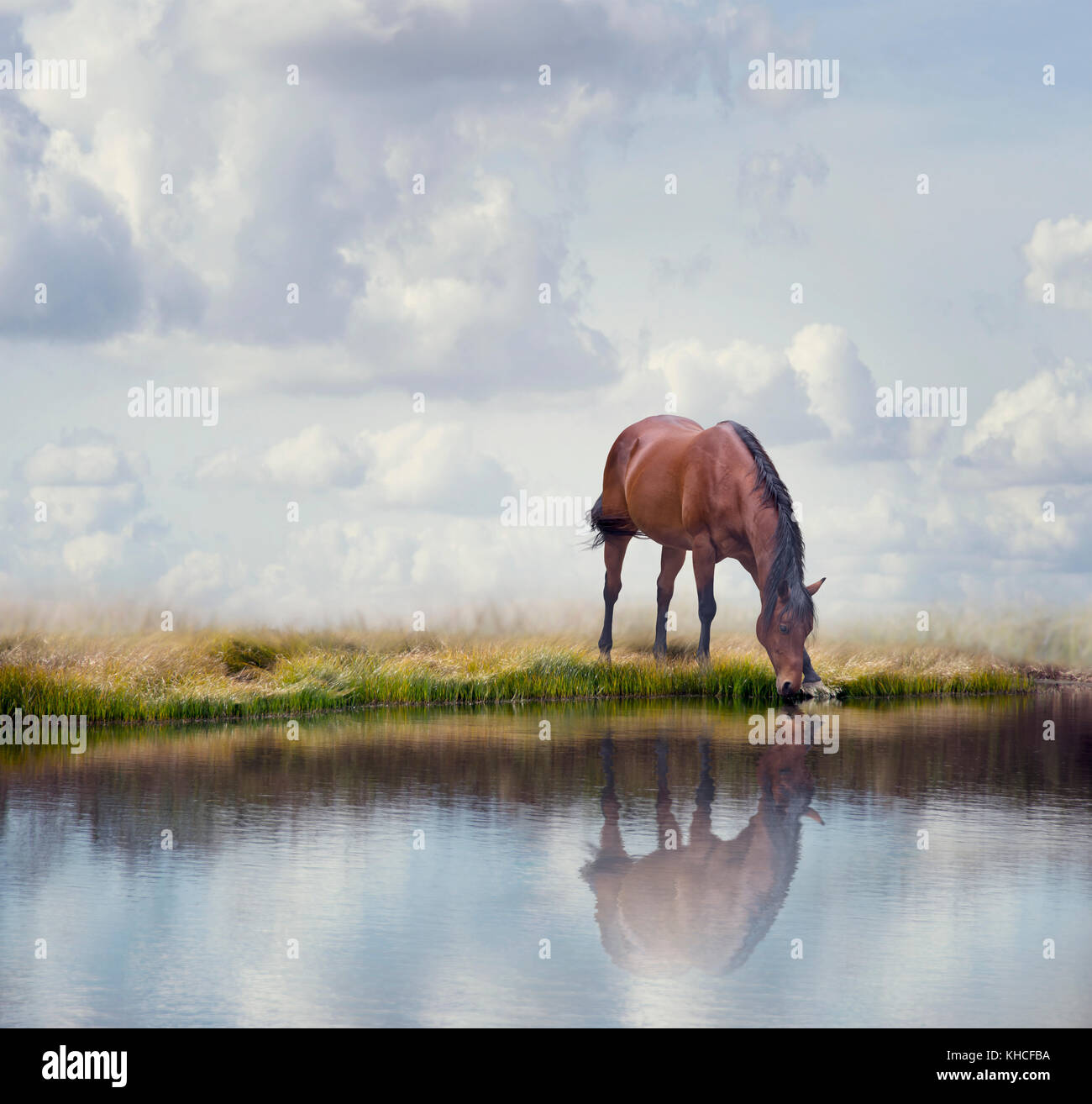 Brown horse drinking water in a lake Stock Photo Alamy