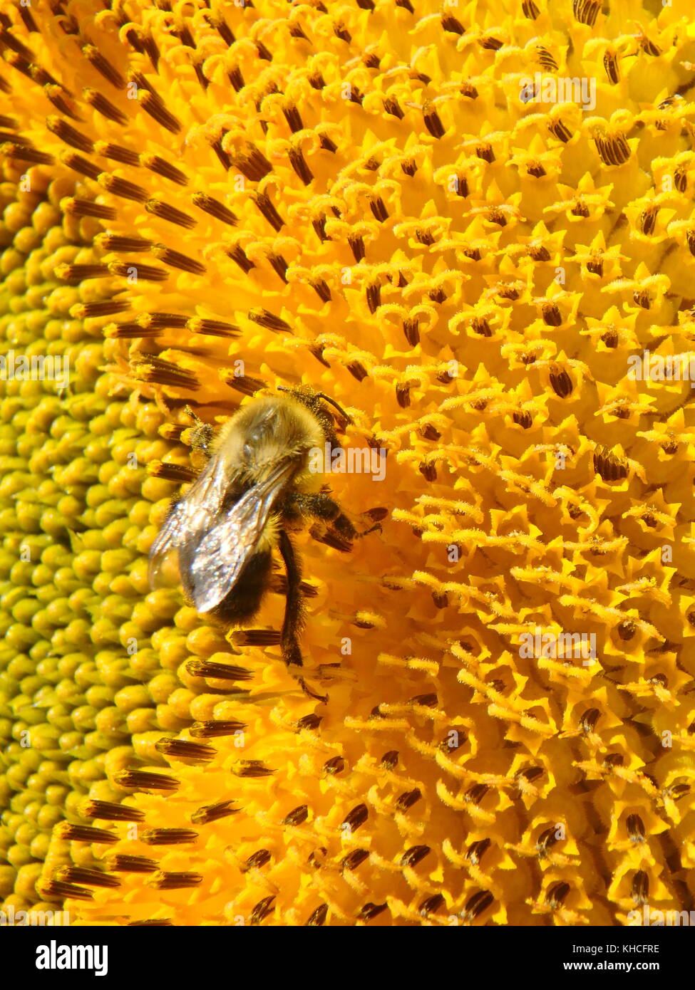 Bees and sunflower hires stock photography and images Alamy