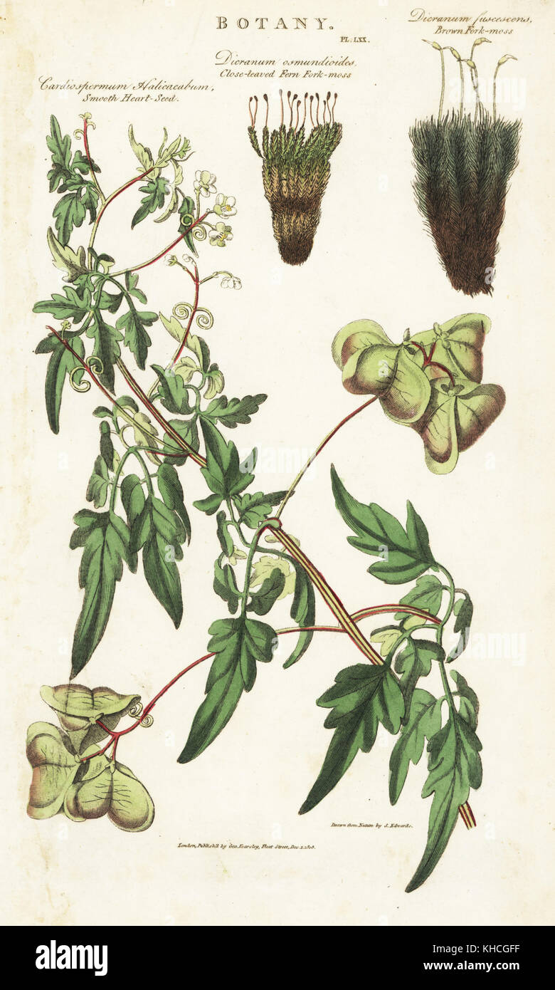 Balloon plant or smooth heart-seed, Cardiospermum halicacabum, close-leaved fern fork-moss, Dicranum osmundioides, and brown fork-moss, Dicranum fuscescens. Handcoloured copperplate engraving after Sydenham Edwards from John Mason Good's Pantologia, a New Encyclopedia, G. Kearsley, London, 1813. Stock Photo