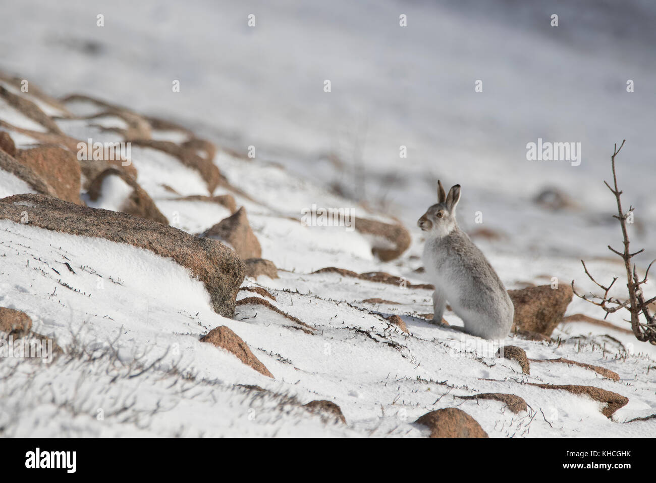 Mountain hare close up, Lepus timidus, on a mountain in the cairngorm national park Scotland during summer, autumn, winter, spring Stock Photo