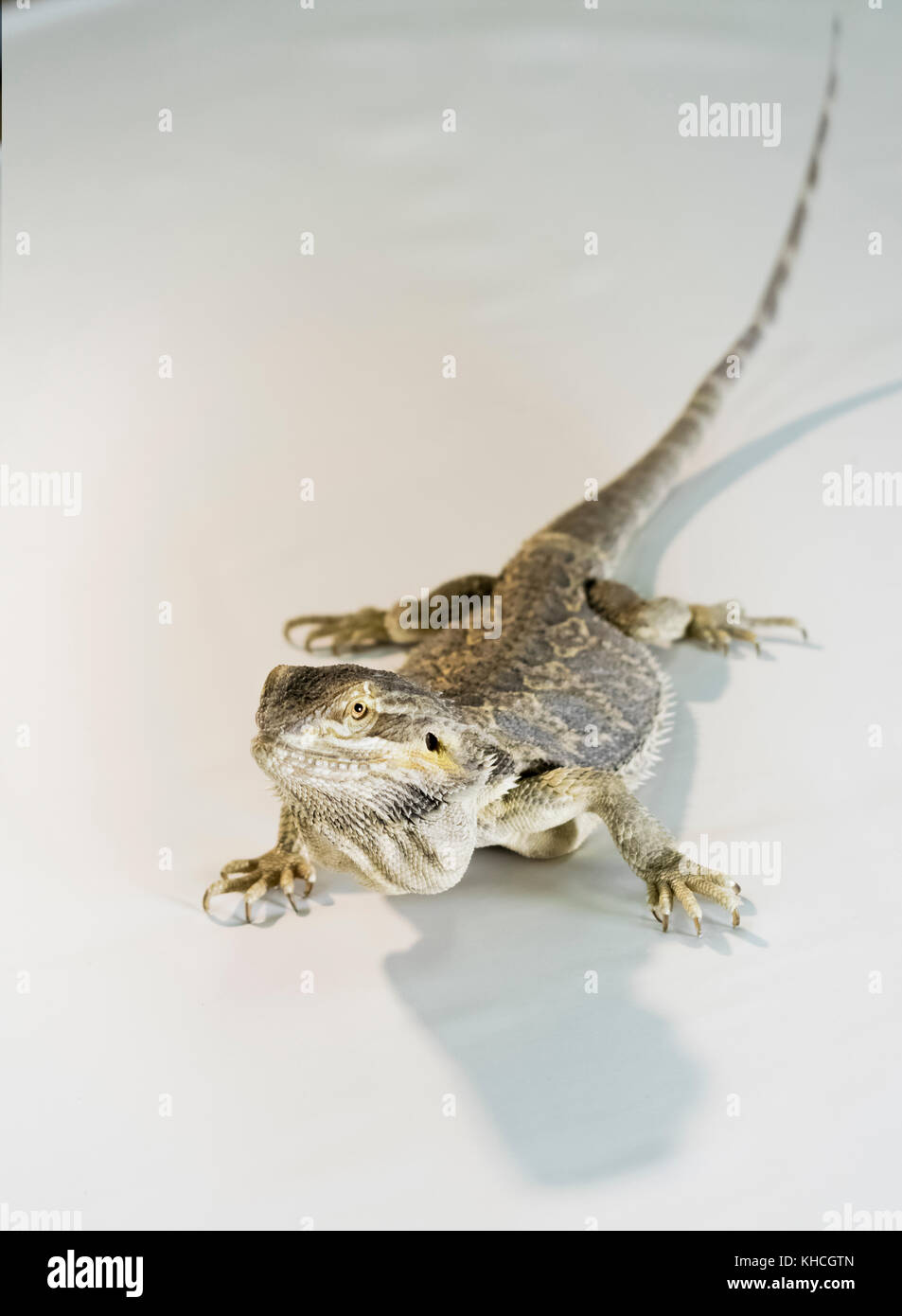 bearded dragon (pogona, vitticeps) isolated on white background Stock Photo