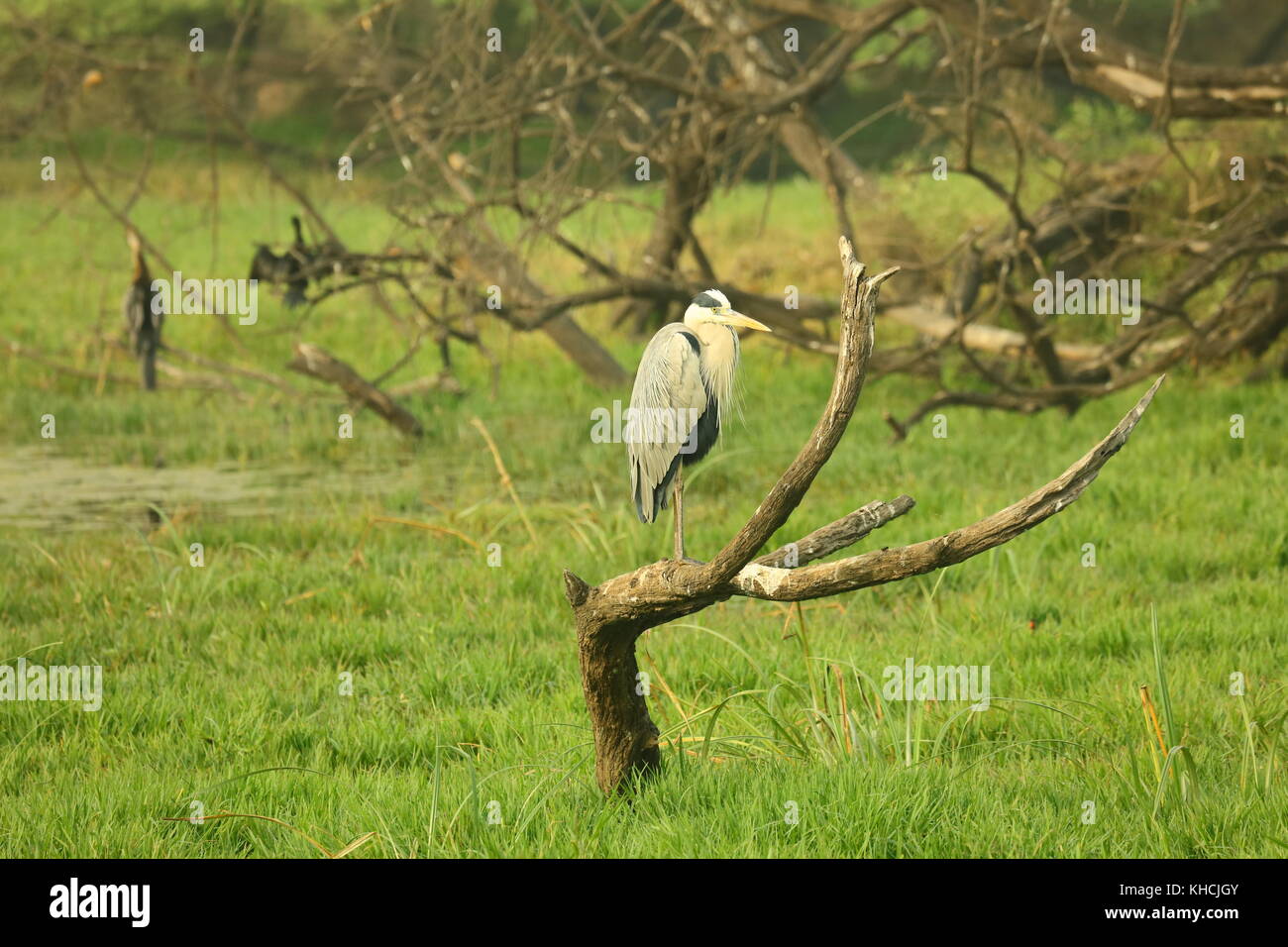 Grey heron captured in Keoladeo National Park Rajasthan India Stock Photo