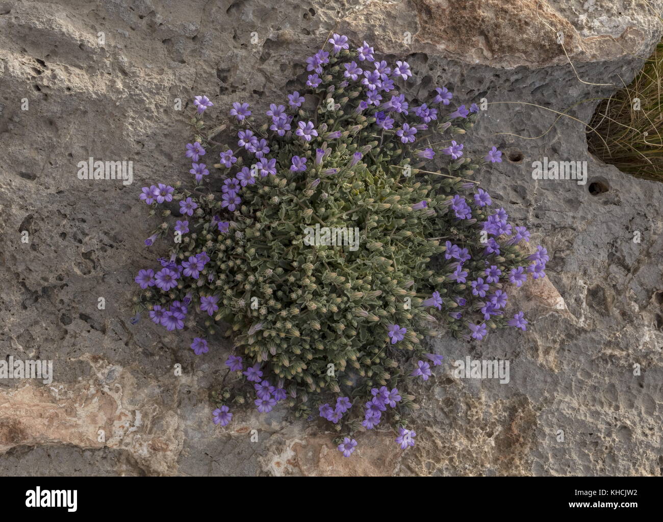 An endemic rock bellflower, Campanula topoliana, Peloponnese, Greece. Stock Photo