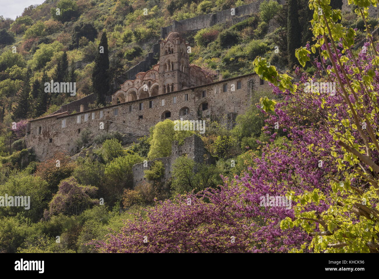 Mystras in spring, with the monastery of Our Lady Pantanassa and Judas Tree, Peloponnese, Greece. Stock Photo