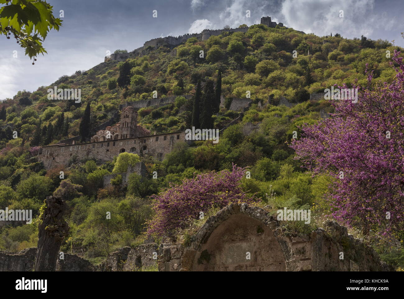 Mystras in spring, with the monastery of Our Lady Pantanassa and Judas Tree, Peloponnese, Greece. Stock Photo
