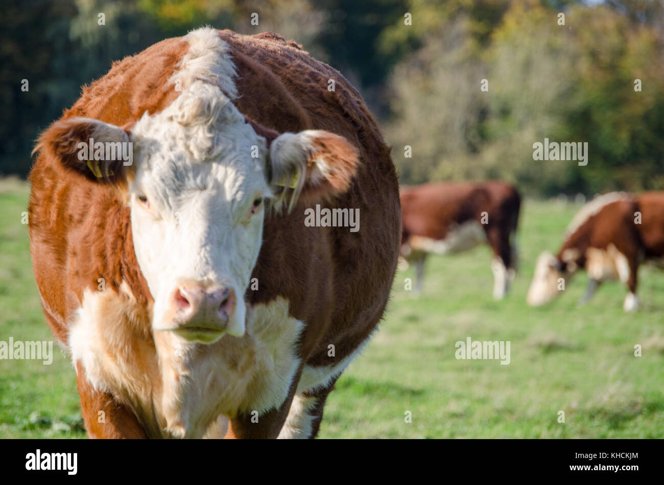 Brown cows grazing in a field looking to camera Stock Photo - Alamy